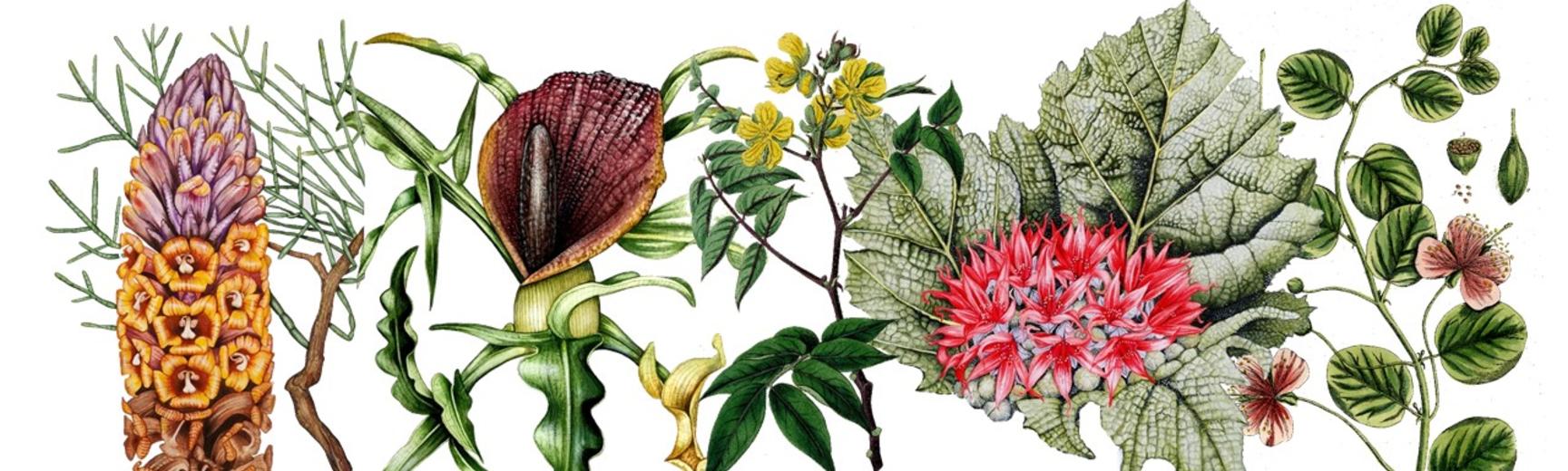 Drawings of five plants from Iraq