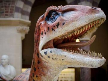 Model of Utahraptor for the Museum of Natural History