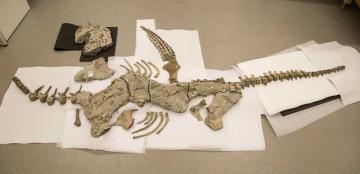 Plesiosaur fossil