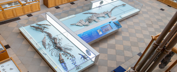 Large fossils on display